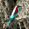 Mérops apiaster – Image 3