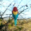 Mérops apiaster – Image 5