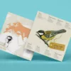 Parus major – Image 5